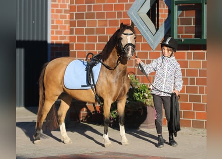 Welsh-A, Stute, 7 Jahre, 120 cm, Falbe