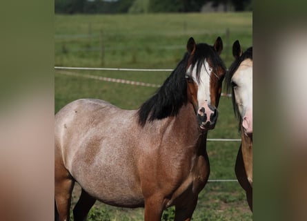 Welsh-A, Stute, 8 Jahre, 118 cm, Roan-Bay