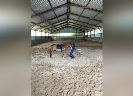 Welsh-A, Stute, 8 Jahre, 124 cm, Fuchs