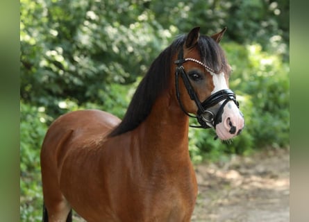 Welsh-A, Stute, 9 Jahre, 119 cm, Brauner