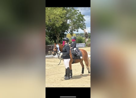 Welsh-A, Wallach, 12 Jahre, 120 cm, Fuchs