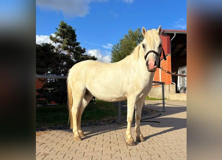 Welsh-A, Wallach, 12 Jahre, 122 cm, Schimmel