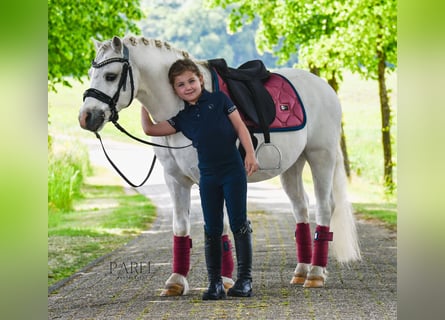 Welsh-A, Wallach, 13 Jahre, 120 cm, Schimmel