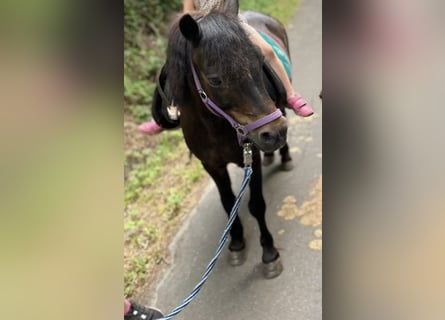 Welsh-A, Wallach, 18 Jahre, 125 cm, Rappe