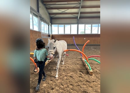 Welsh-A, Wallach, 20 Jahre, 120 cm, Schimmel