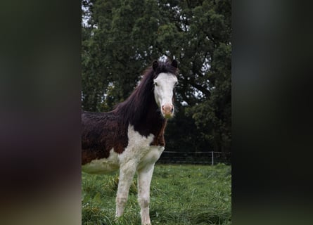 Welsh-A, Wallach, 2 Jahre