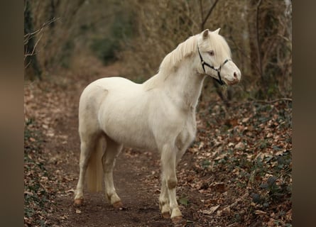 Welsh-A, Wallach, 3 Jahre, 111 cm, Cremello