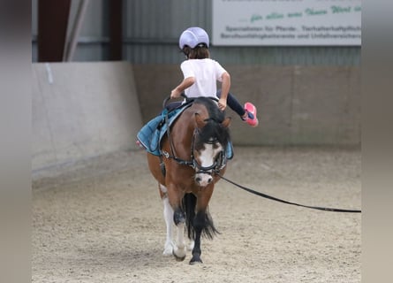 Welsh-A, Wallach, 3 Jahre, 115 cm, Brauner