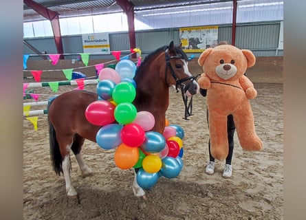 Welsh-A, Wallach, 3 Jahre, 115 cm, Brauner
