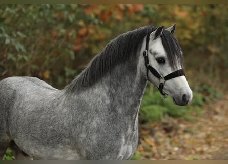 Welsh-A, Wallach, 3 Jahre, 116 cm, Schimmel