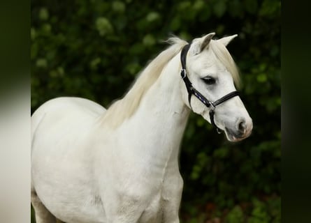 Welsh-A, Wallach, 3 Jahre, 116 cm, Schimmel