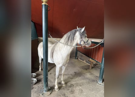 Welsh-A, Wallach, 3 Jahre, 120 cm, Schimmel