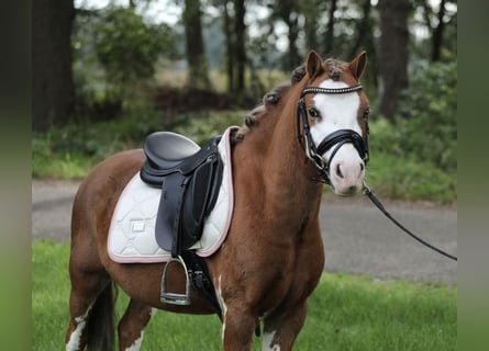 Welsh-A, Wallach, 3 Jahre, 122 cm, Fuchs