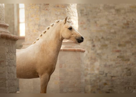 Welsh-A, Wallach, 3 Jahre, 123 cm, Palomino
