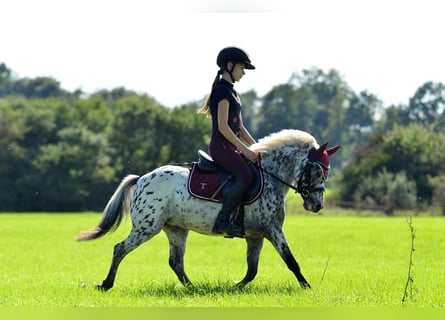 Welsh-A, Wallach, 4 Jahre, 110 cm, Tigerschecke