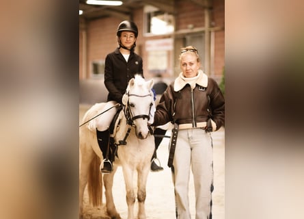 Welsh-A, Wallach, 4 Jahre, 115 cm, Schimmel