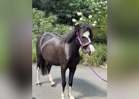 Welsh-A, Wallach, 4 Jahre, 116 cm, Rappe