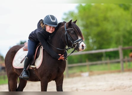 Welsh-A, Wallach, 4 Jahre, 116 cm, Rappe