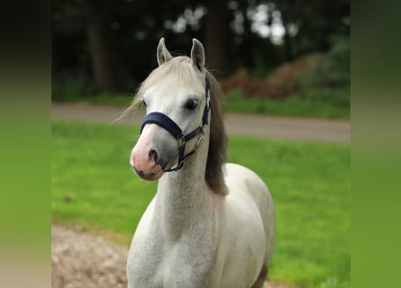 Welsh-A Mix, Wallach, 4 Jahre, 117 cm, Schimmel