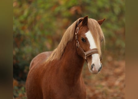 Welsh-A, Wallach, 4 Jahre, 118 cm, Fuchs