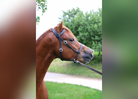 Welsh-A, Wallach, 4 Jahre, 120 cm, Fuchs