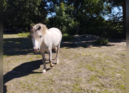 Welsh-A, Wallach, 4 Jahre, 124 cm, Blauschimmel