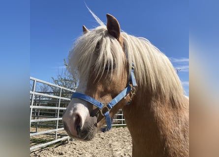 Welsh-A, Wallach, 5 Jahre, 115 cm, Palomino