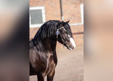 Welsh-A, Wallach, 5 Jahre, 119 cm, Schwarzbrauner
