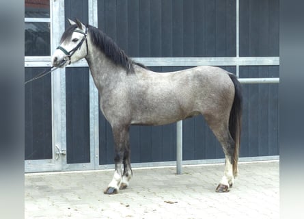 Welsh-A, Wallach, 5 Jahre, 120 cm, Schimmel