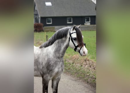 Welsh-A, Wallach, 5 Jahre, 121 cm, Schimmel