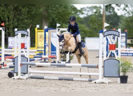Welsh-A, Wallach, 5 Jahre, 124 cm, Palomino