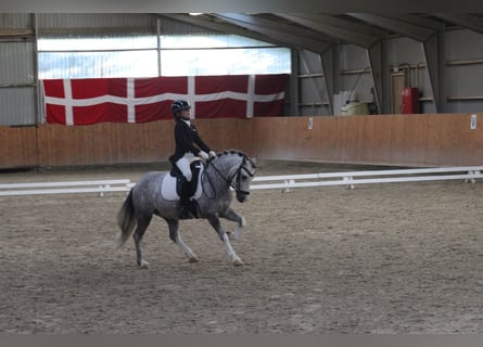 Welsh-A, Wallach, 6 Jahre, 119 cm, Schimmel
