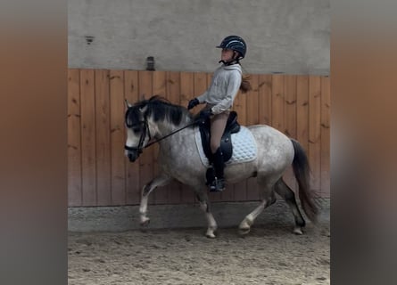 Welsh-A, Wallach, 6 Jahre, 119 cm, Schimmel