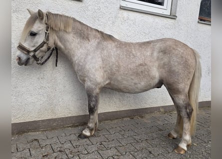 Welsh-A Mix, Wallach, 6 Jahre, 120 cm, Overo-alle-Farben