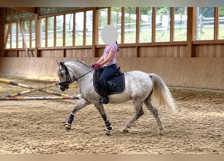 Welsh-A, Wallach, 6 Jahre, 120 cm, Schimmel