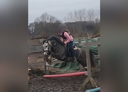 Welsh-A, Wallach, 6 Jahre, 123 cm, Apfelschimmel