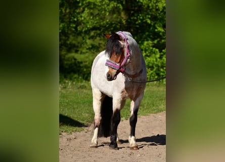 Welsh-A, Wallach, 6 Jahre, 125 cm, Roan-Bay