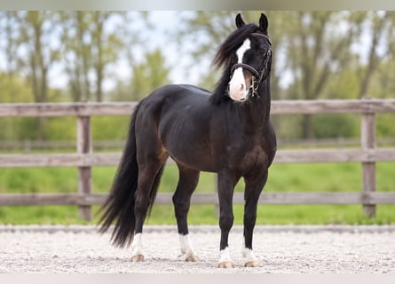Welsh-A, Wallach, 6 Jahre, 127 cm, Schwarzbrauner