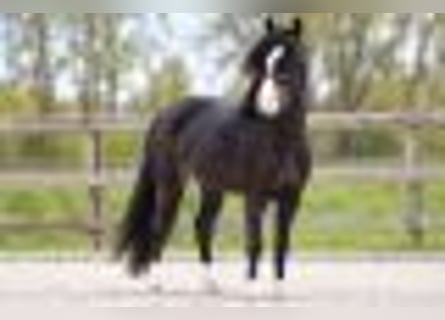 Welsh-A, Wallach, 6 Jahre, 127 cm, Schwarzbrauner
