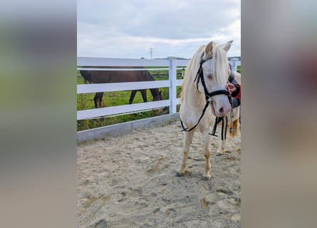 Welsh-A, Wallach, 6 Jahre, Cremello