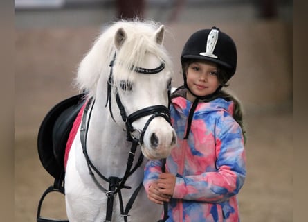 Welsh-A, Wallach, 7 Jahre, 124 cm, Schimmel