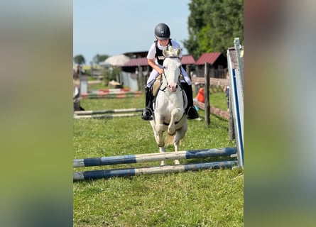 Welsh-A, Wallach, 8 Jahre, 118 cm, Schimmel