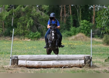 Welsh-B, Castrone, 12 Anni, 125 cm, Morello