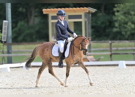 Welsh-B, Castrone, 17 Anni, 130 cm, Sauro