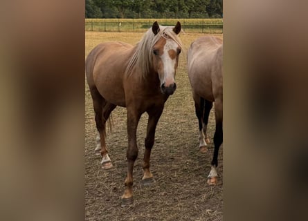 Welsh-B, Castrone, 3 Anni, 135 cm, Palomino