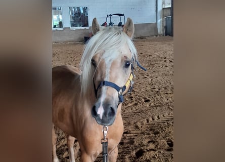 Welsh-B, Castrone, 4 Anni, 127 cm, Palomino