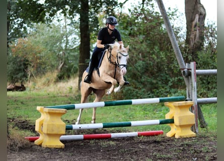 Welsh-B, Castrone, 4 Anni, 135 cm, Palomino