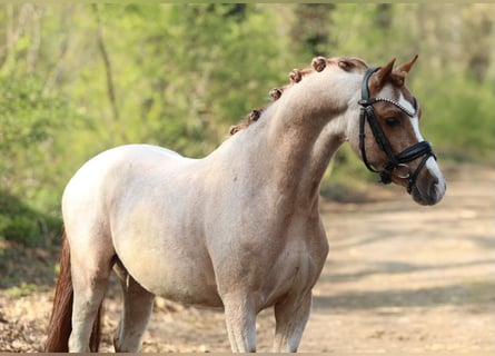 Welsh-B, Castrone, 5 Anni, 126 cm, Roano rosso