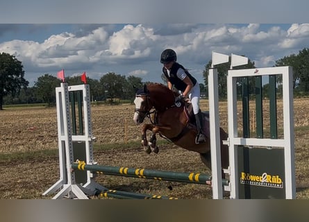 Welsh-B, Castrone, 5 Anni, 126 cm, Sauro