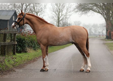 Welsh-B, Castrone, 6 Anni, 127 cm, Sauro